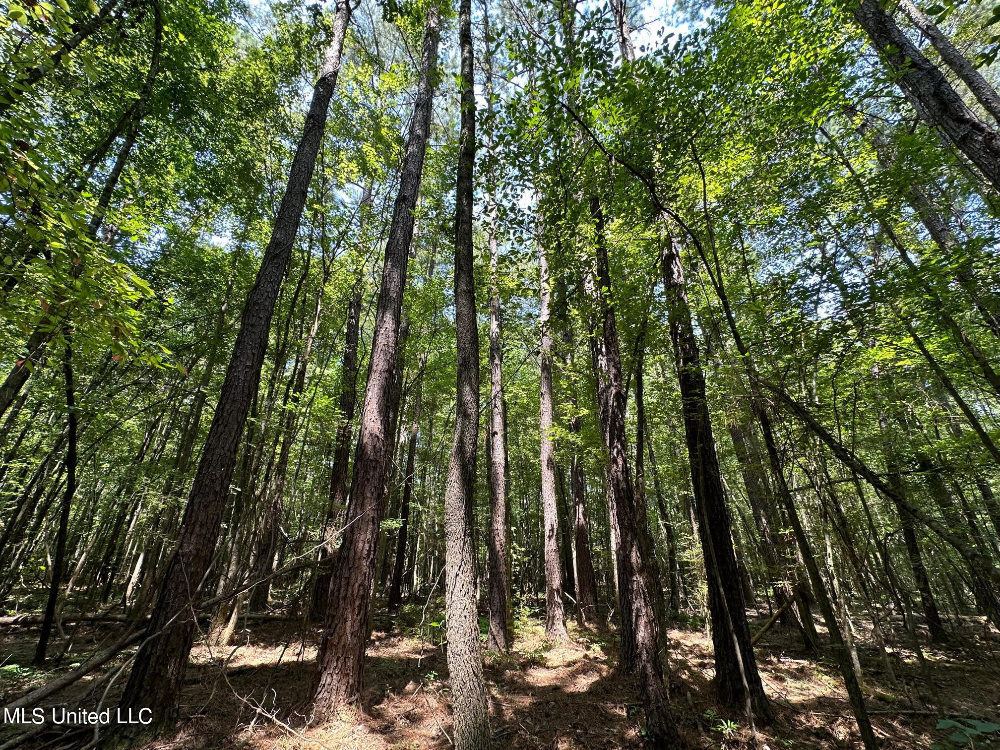 Natchez Trace Carthage, MS 39051 - Photo 16 of 26 16