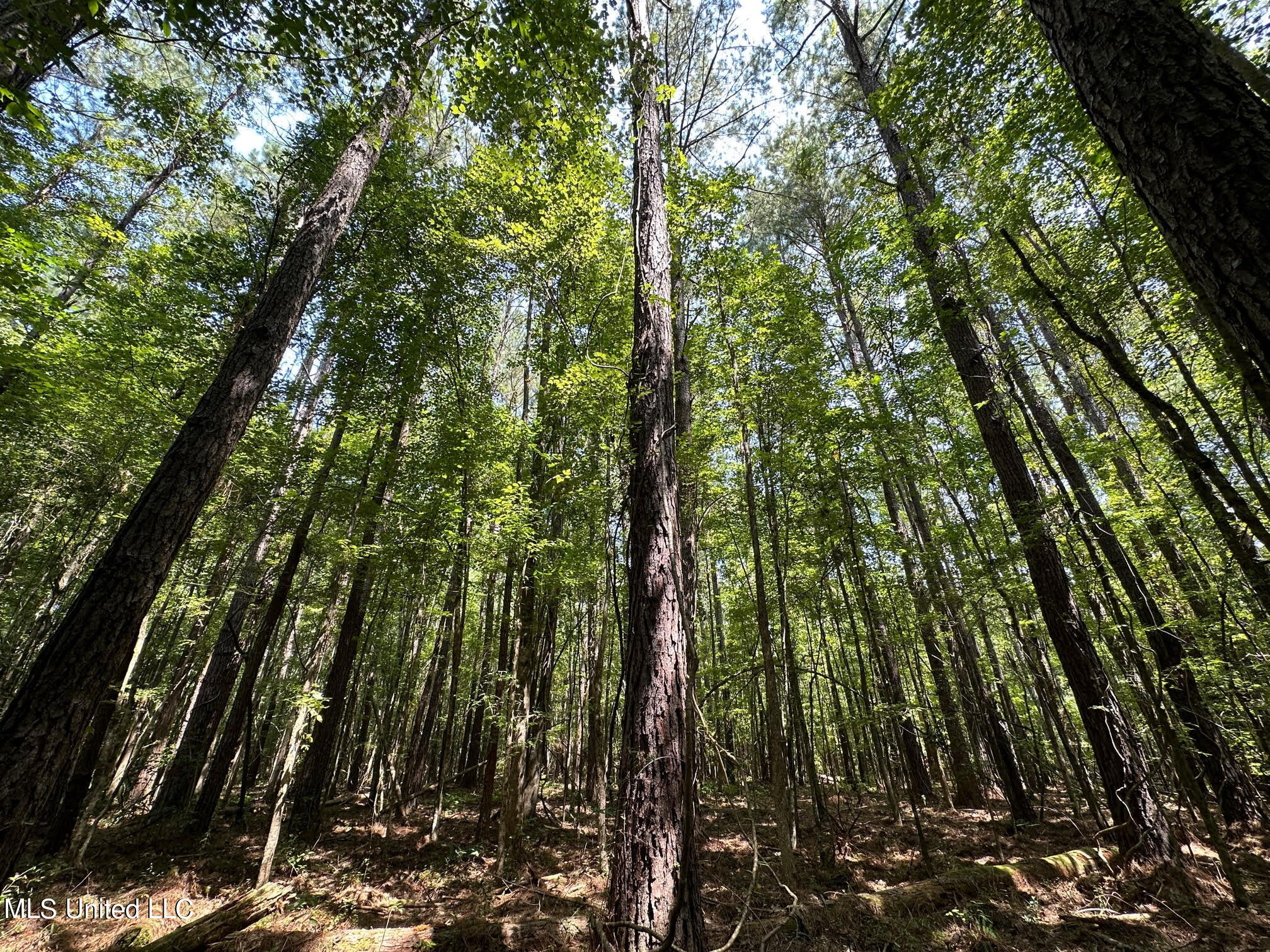 Natchez Trace Carthage, MS 39051 - Photo 17 of 26 17