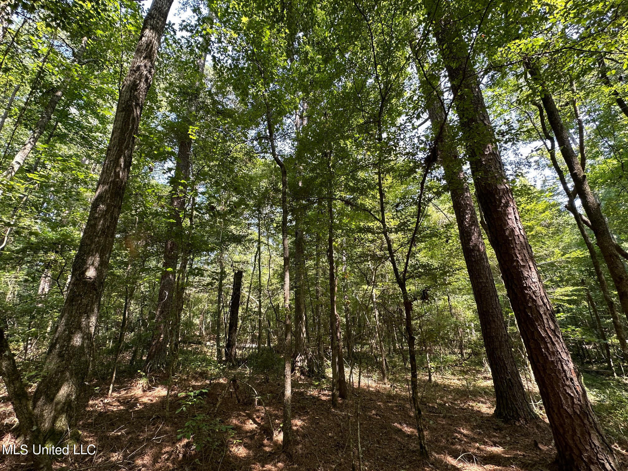Natchez Trace Carthage, MS 39051 - Photo 2 of 26 1