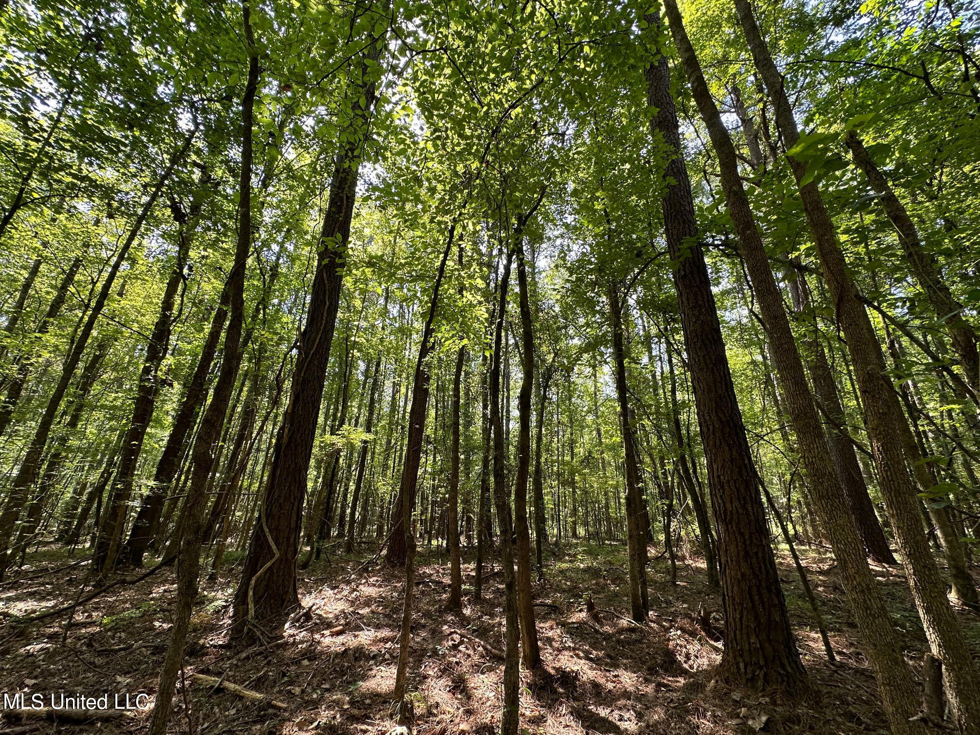 Natchez Trace Carthage, MS 39051 - Photo 4 of 26 3