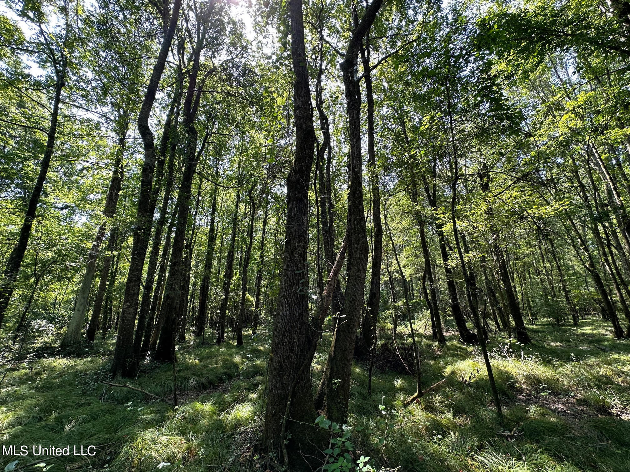 Natchez Trace Carthage, MS 39051 - Photo 5 of 26 4