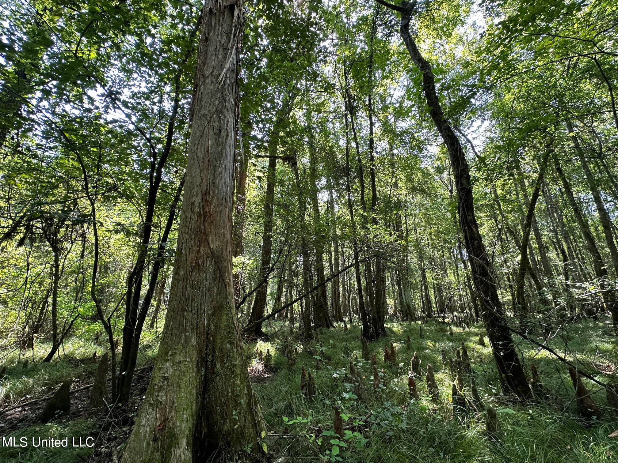 Natchez Trace Carthage, MS 39051 - Photo 6 of 26 5