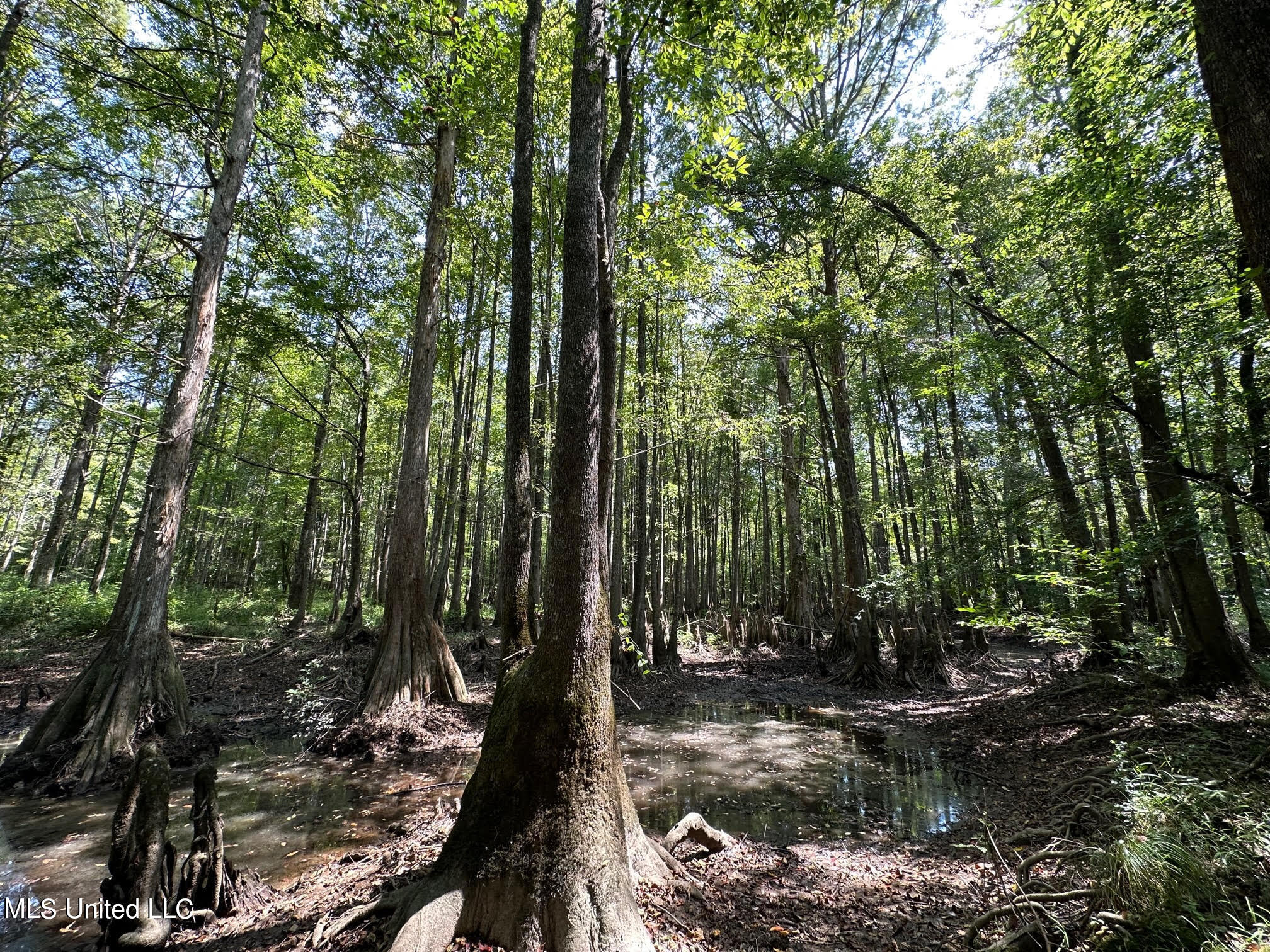Natchez Trace Carthage, MS 39051 - Photo 8 of 26 7