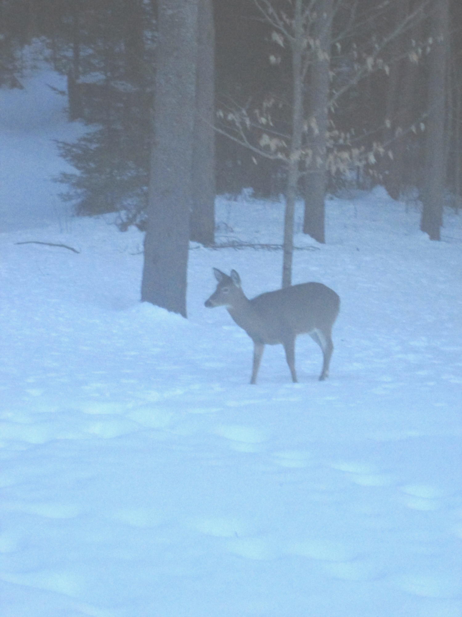 208 Baker Road Freeport, ME 04032 - Photo 78 of 90 AM063