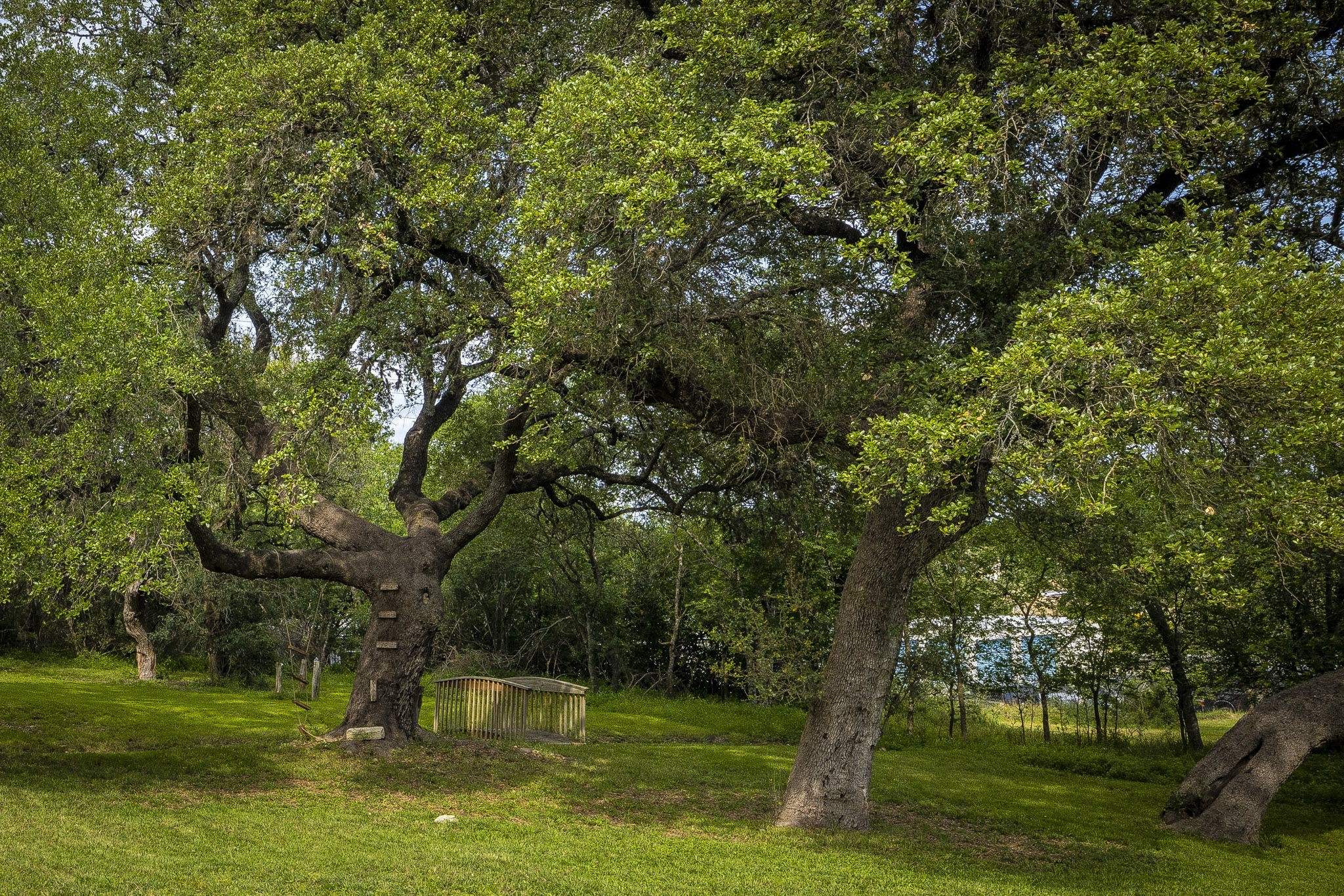 110 Hunter Ridge Road San Marcos, TX 78666 - Photo 30 of 40 Matured Trees offering tons of natural shade