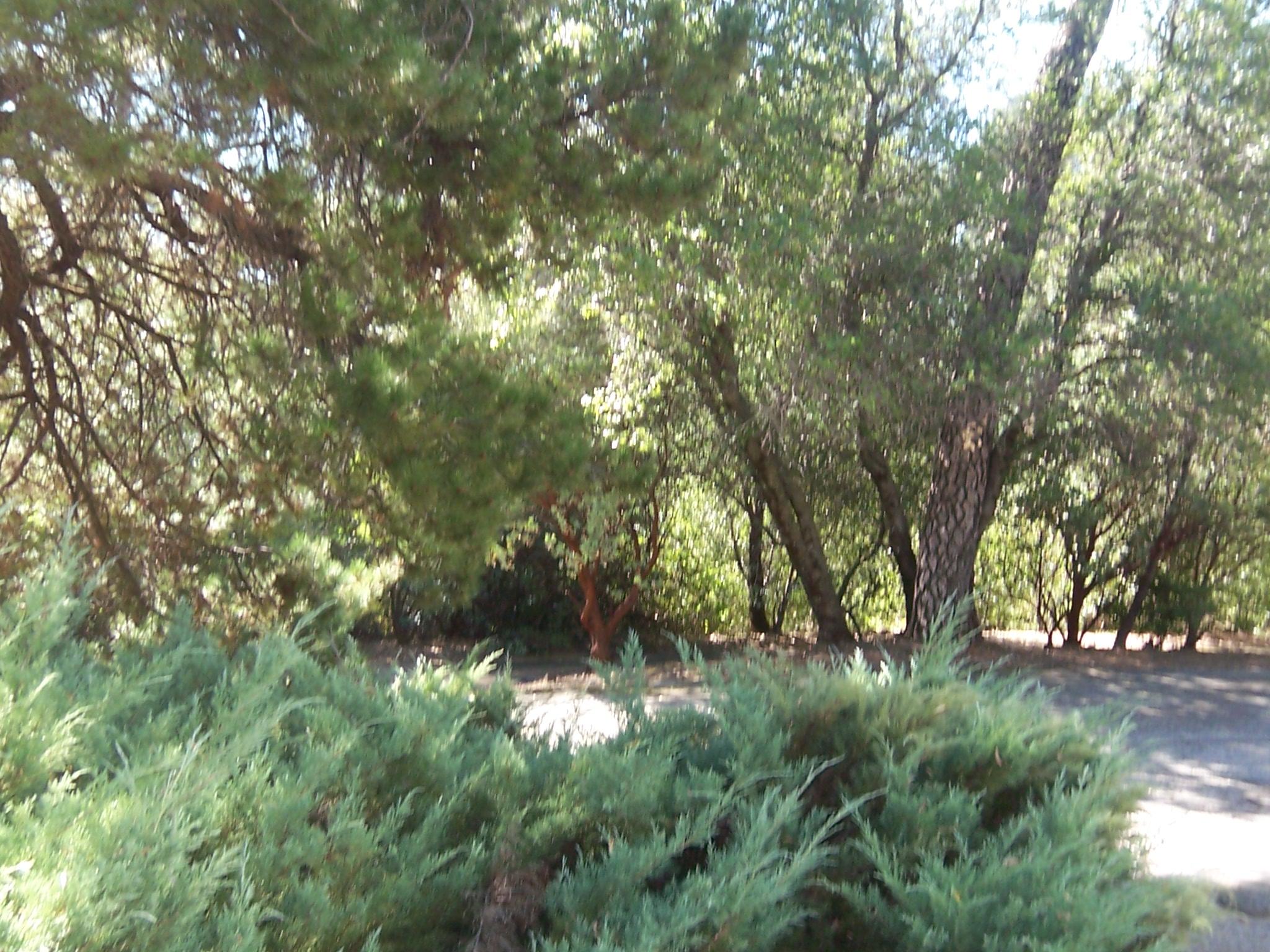 17896 Sutton Road Redding, CA 96003 - Photo 6 of 39 000_1793