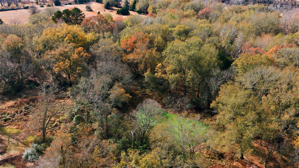 12637 Highway 19 Athens, TX 75752 - Photo 25 of 28 a view of a forest with a tree