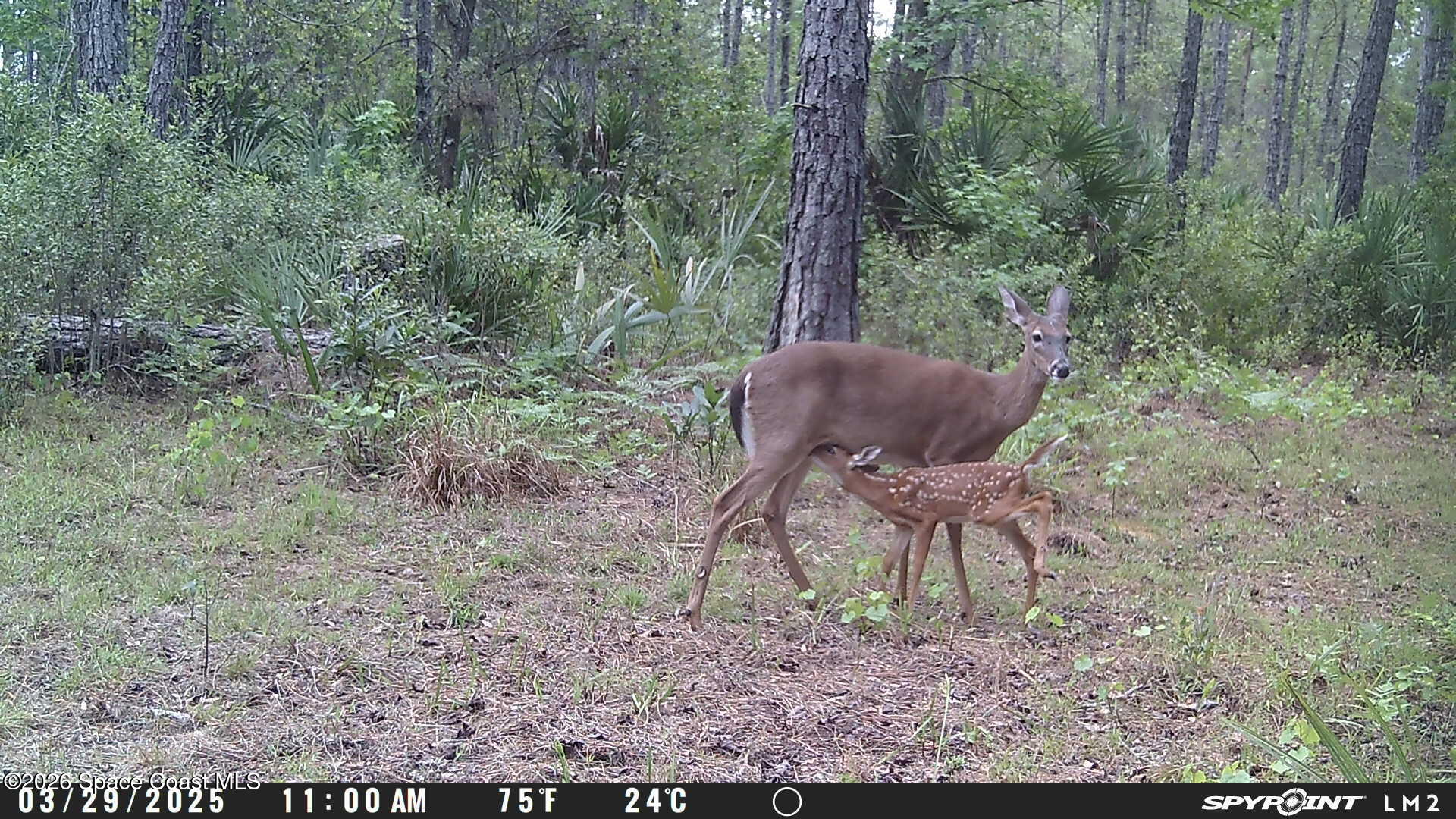 0 Harrison Road Mims, FL 32754 - Photo 11 of 12 a view of a yard in a forest
