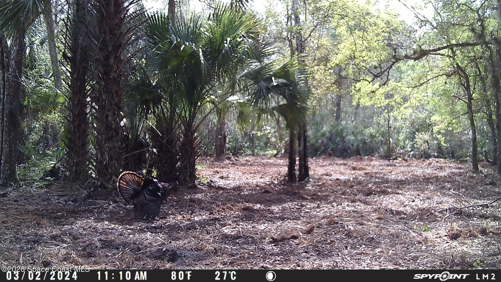 0 Harrison Road Mims, FL 32754 - Photo 12 of 12 a backyard of a house with lots of green space