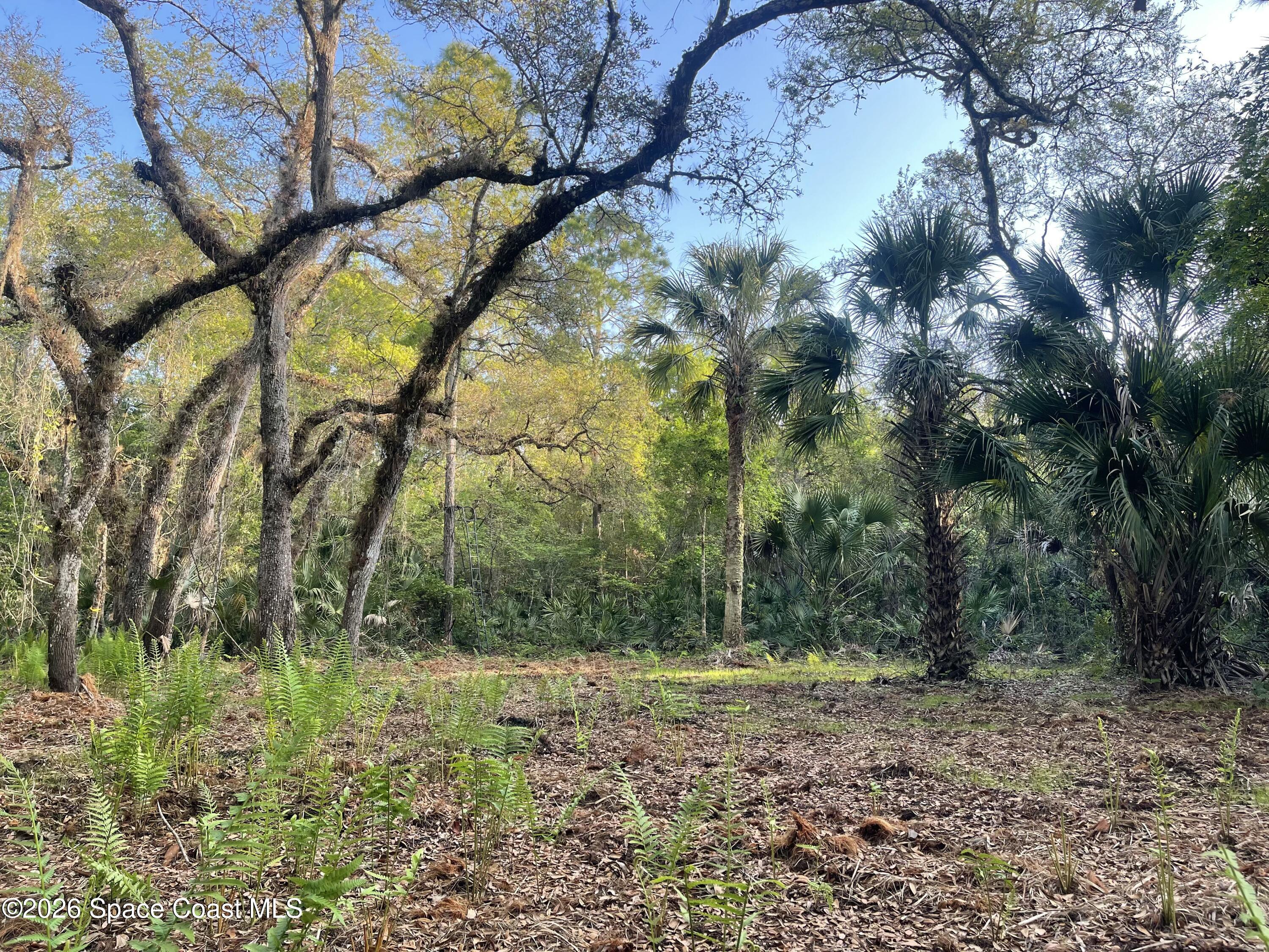 0 Harrison Road Mims, FL 32754 - Photo 4 of 12 a view of backyard with green space