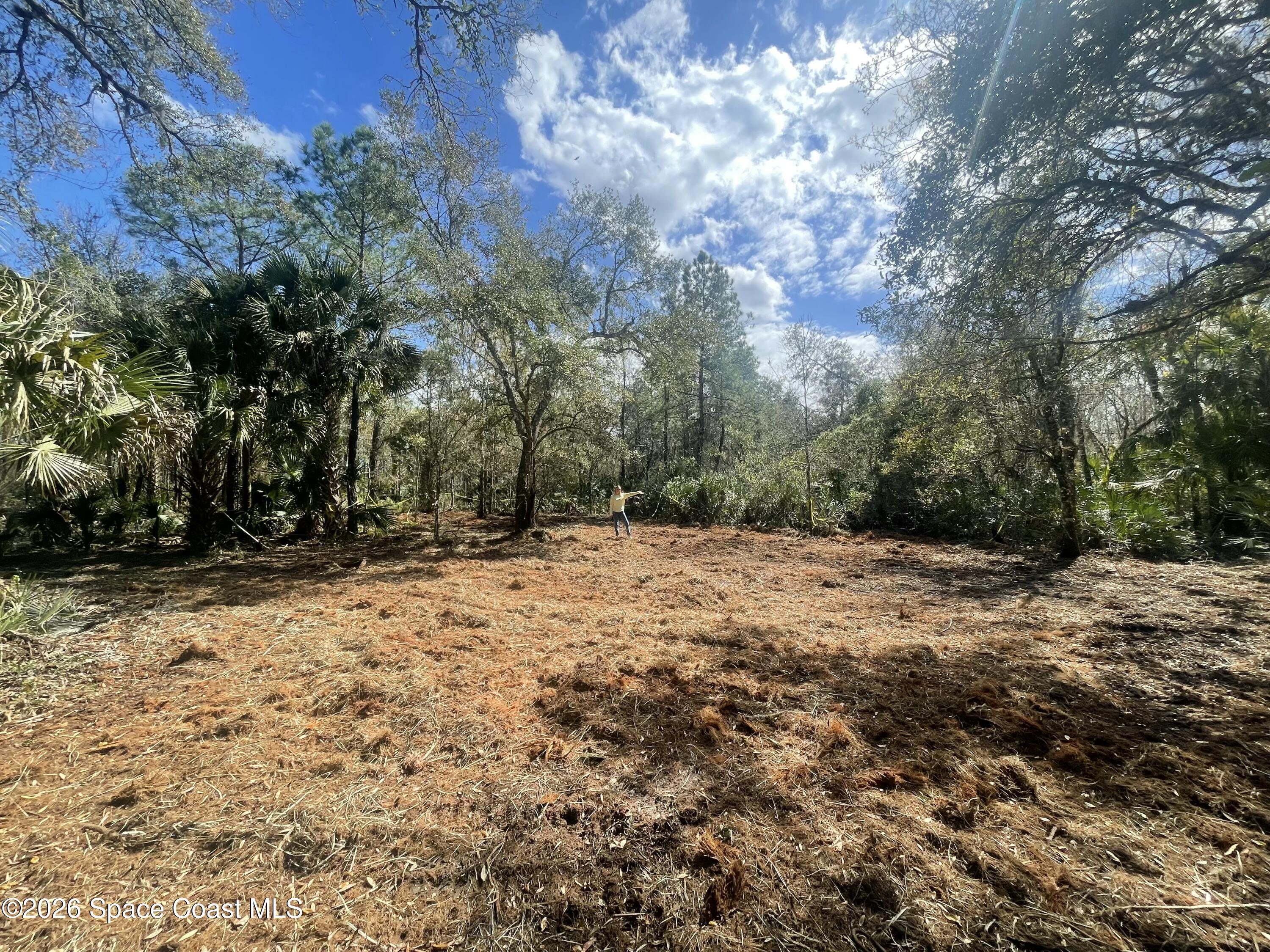 0 Harrison Road Mims, FL 32754 - Photo 5 of 12 a view of a yard with trees