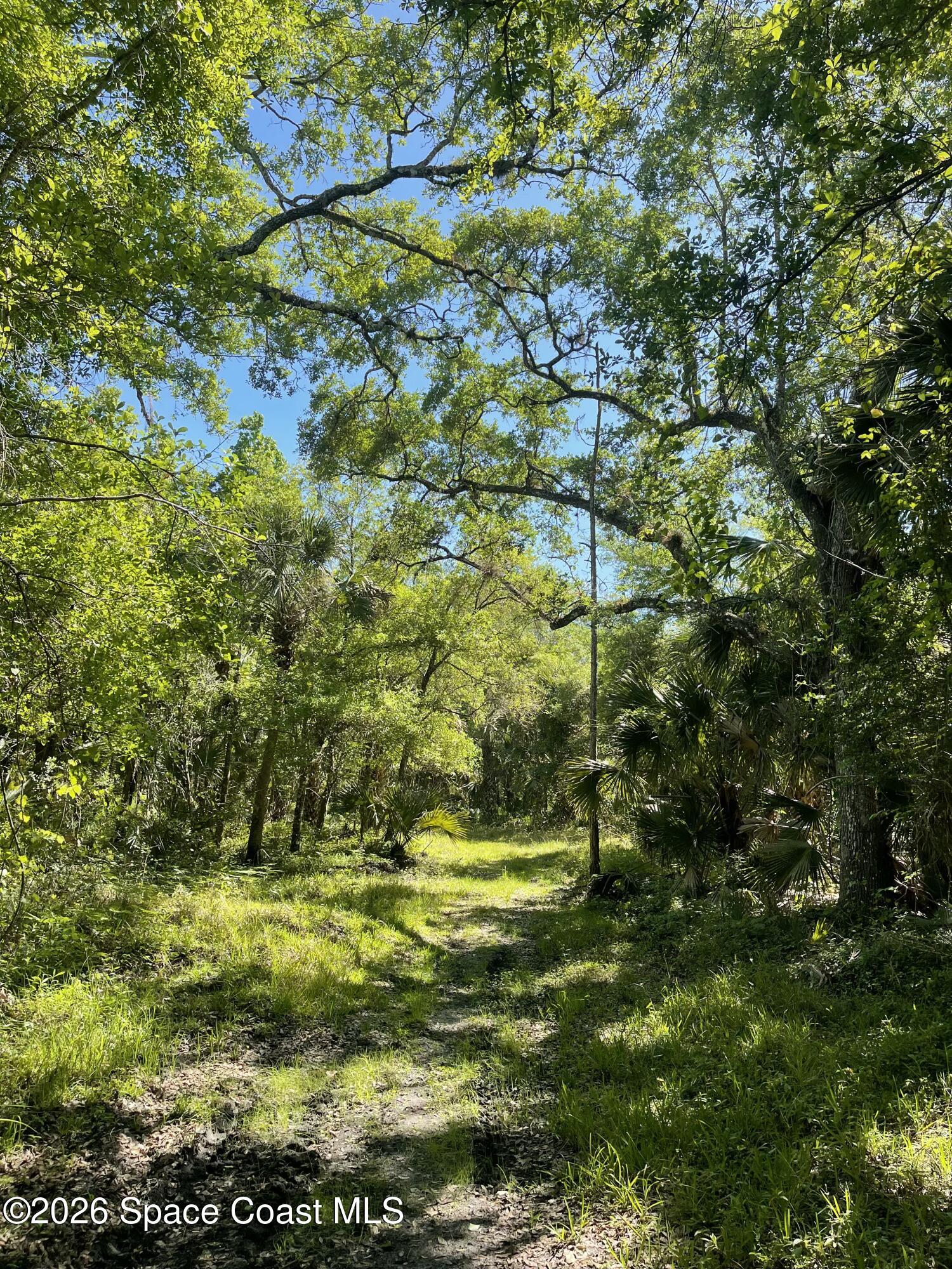 0 Harrison Road Mims, FL 32754 - Photo 6 of 12 a view of a yard