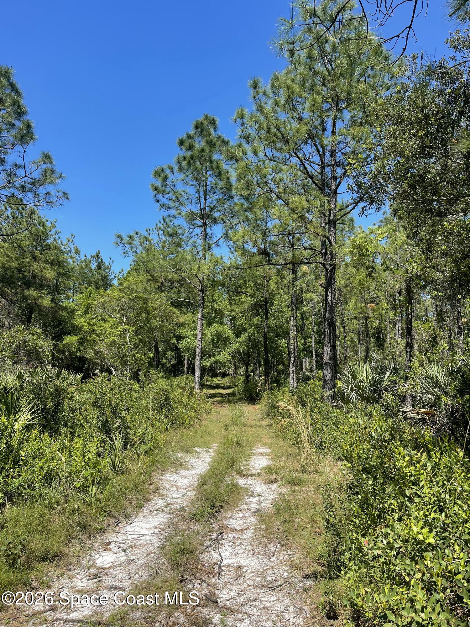 0 Harrison Road Mims, FL 32754 - Photo 7 of 12 a view of yard