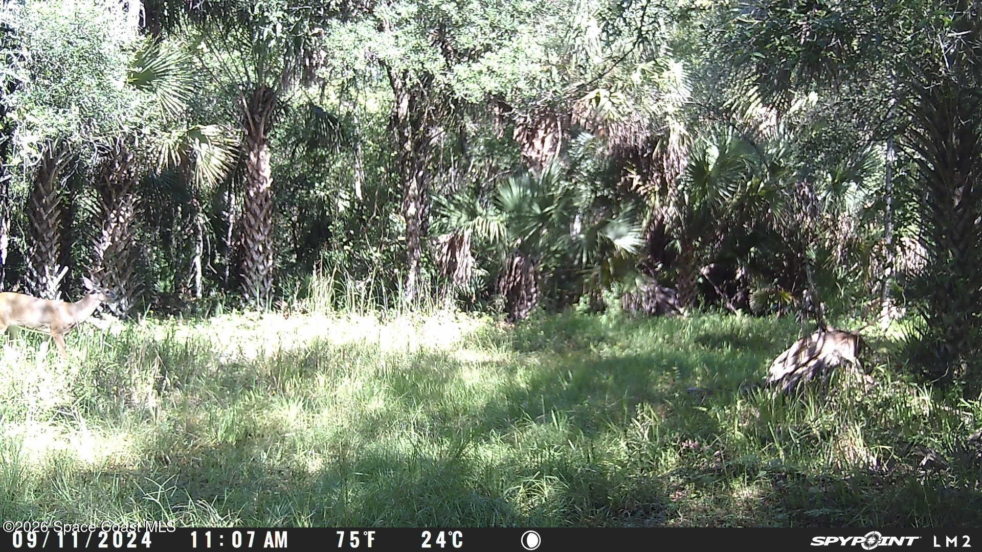 0 Harrison Road Mims, FL 32754 - Photo 9 of 12