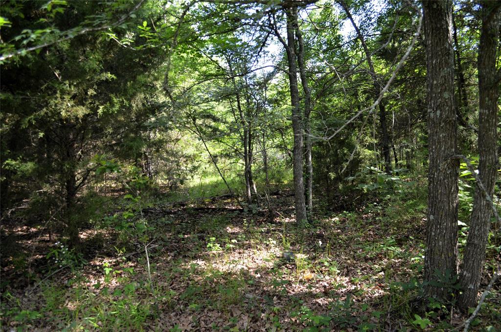 760 County Road, Unit 2315 Eustace, TX 75124 - Photo 15 of 19 a view of a forest that has large trees