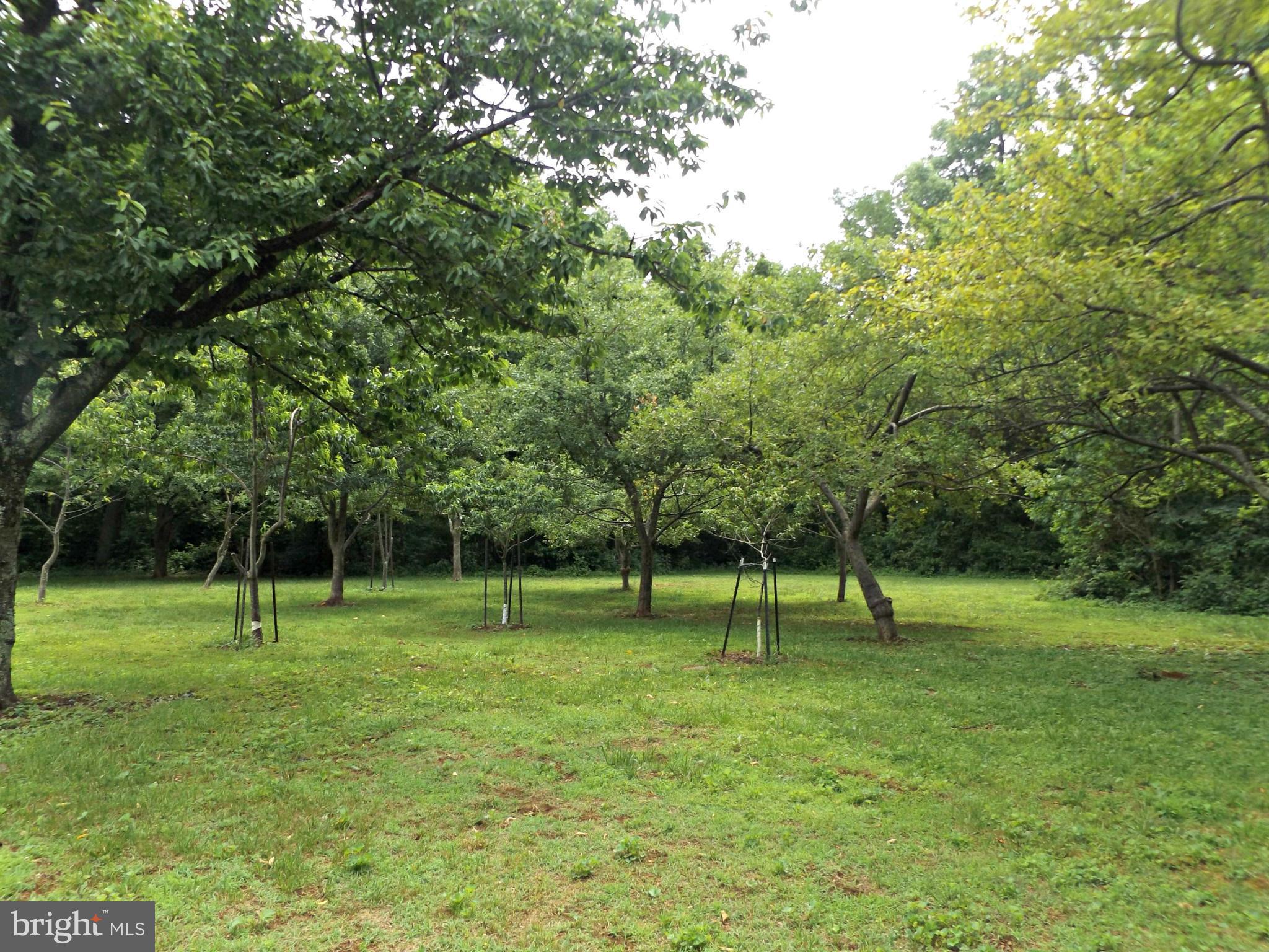 20444 Blue Ridge Mountain Road Paris, VA 20130 - Photo 20 of 28 Fruit Trees