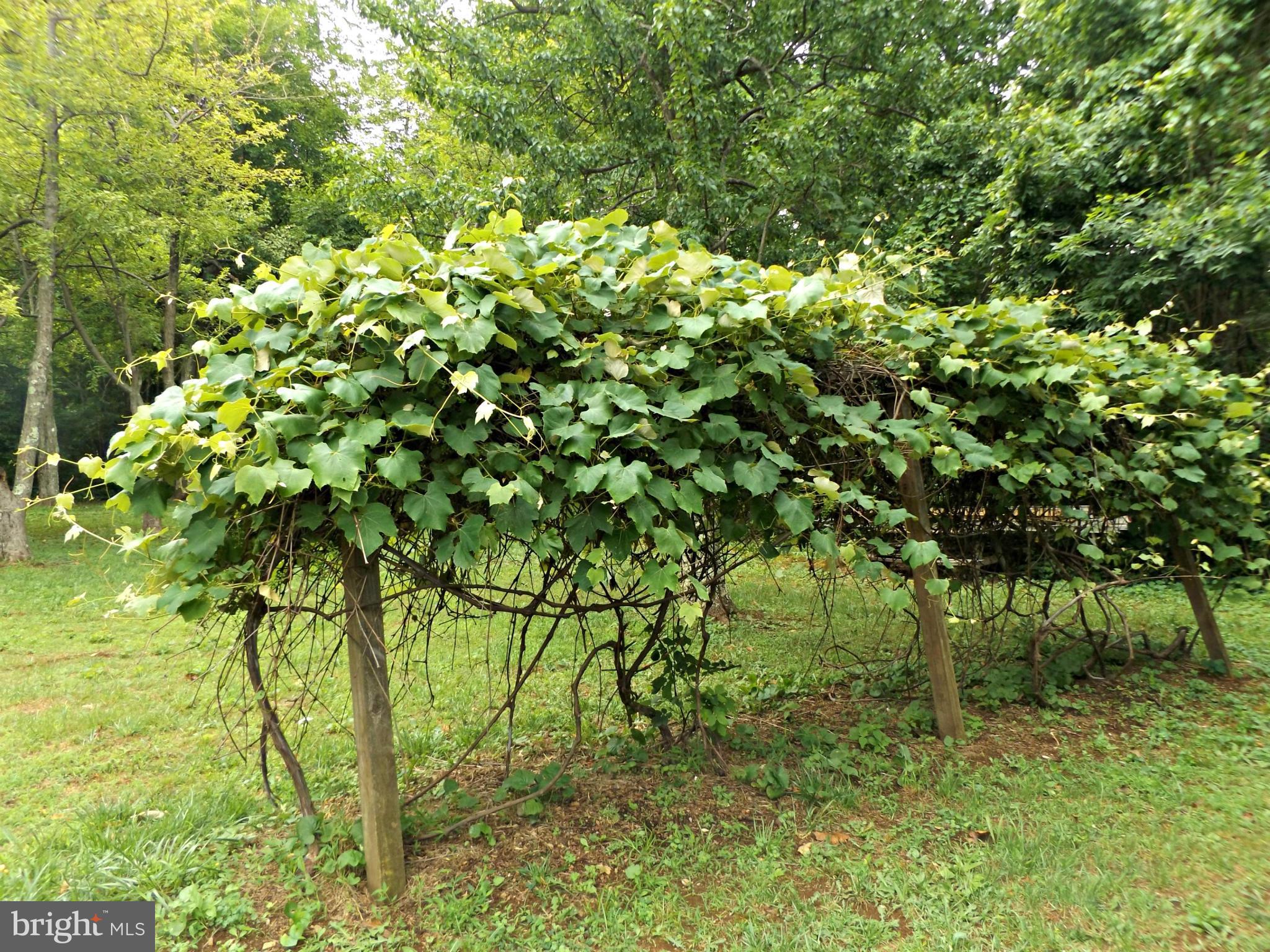 20444 Blue Ridge Mountain Road Paris, VA 20130 - Photo 21 of 28 Grape Vines