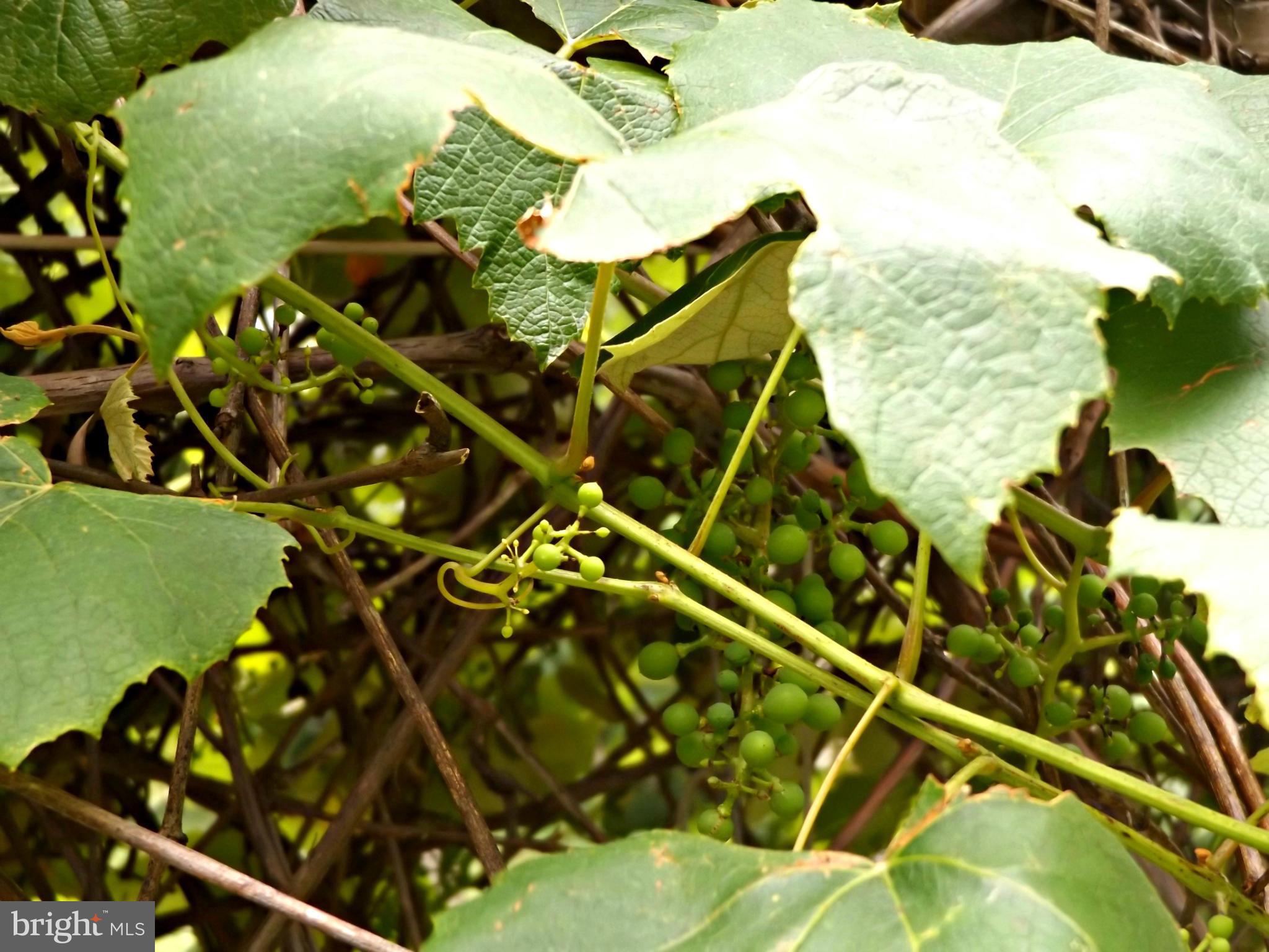 20444 Blue Ridge Mountain Road Paris, VA 20130 - Photo 22 of 28 Grapes