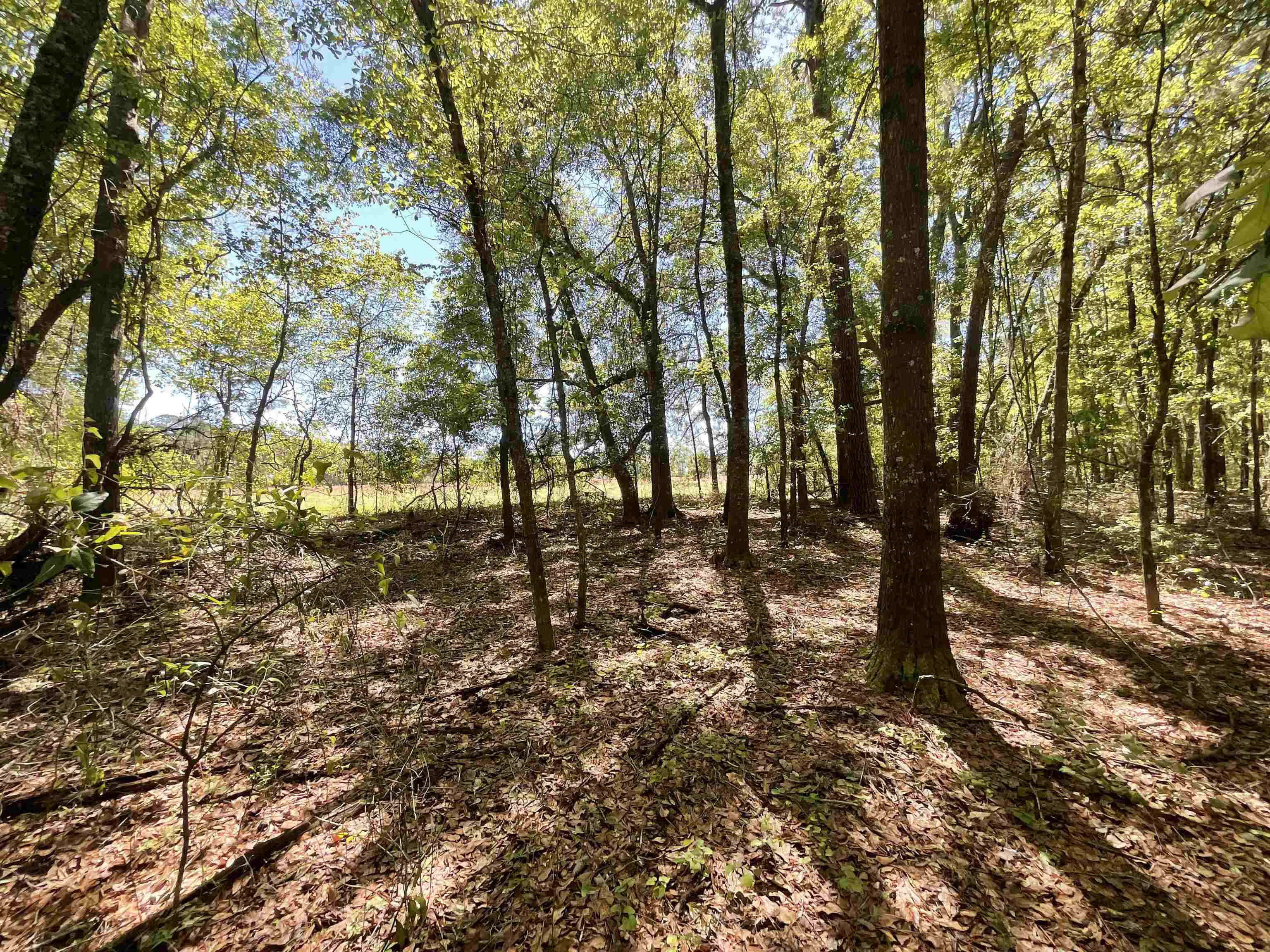 1975 Rook Road Ochlocknee, GA 31773 - Photo 6 of 42