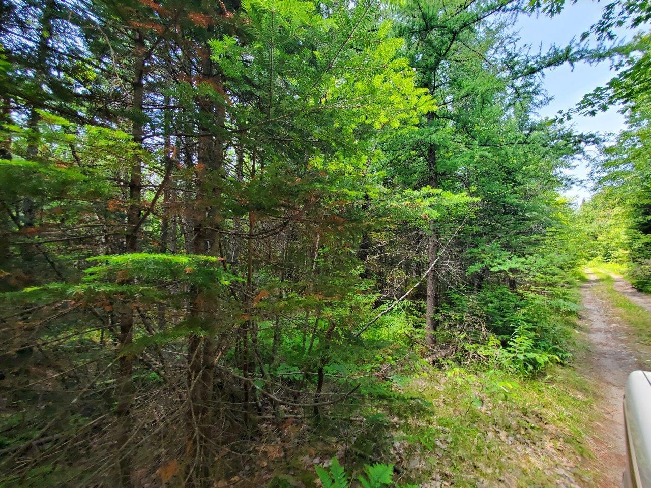 0 Morgan Road Burnham, ME 04922 - Photo 45 of 69 20250617_124356