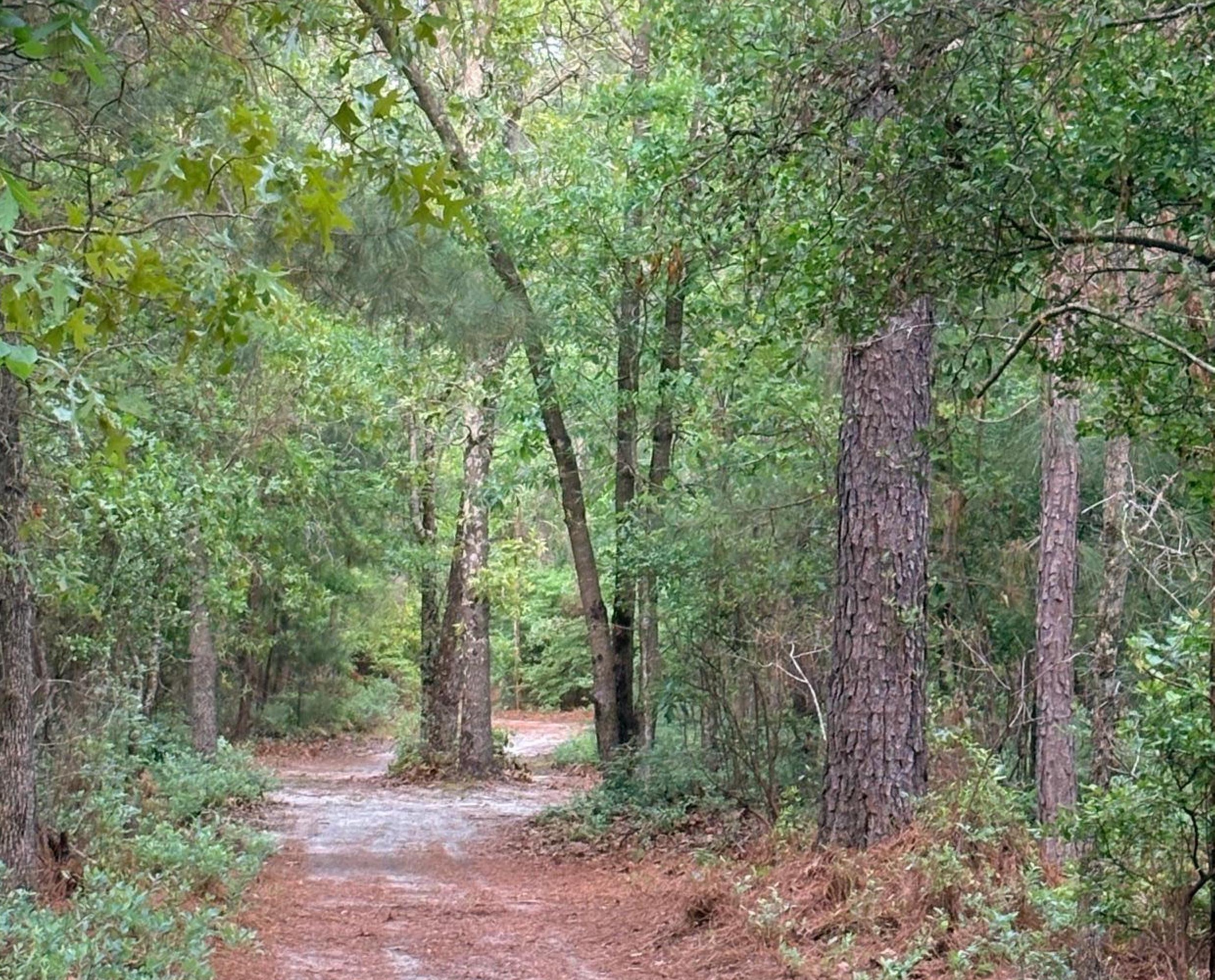 2066 Joyner Pond Road Aiken, SC 29803 - Photo 66 of 66 trail3