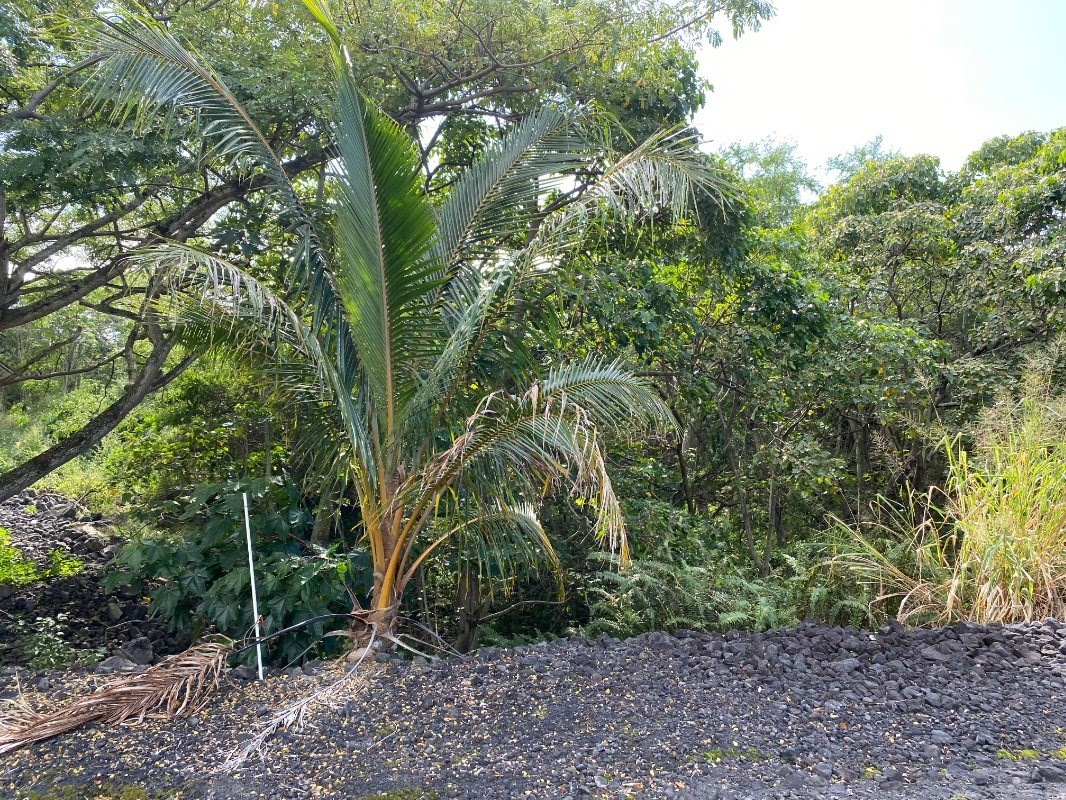 85-5247 Kiilae Road Captain Cook, HI 96704 - Photo 1 of 5 Gallery Image 1