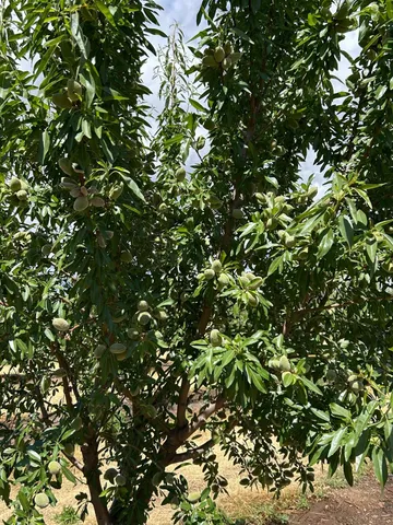 $3,250,000 | 14805 Highway 99, Chico, CA 95973