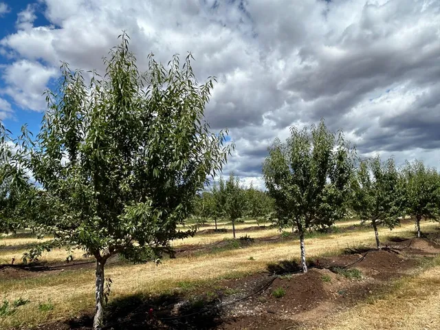 $3,250,000 | 14805 Highway 99, Chico, CA 95973