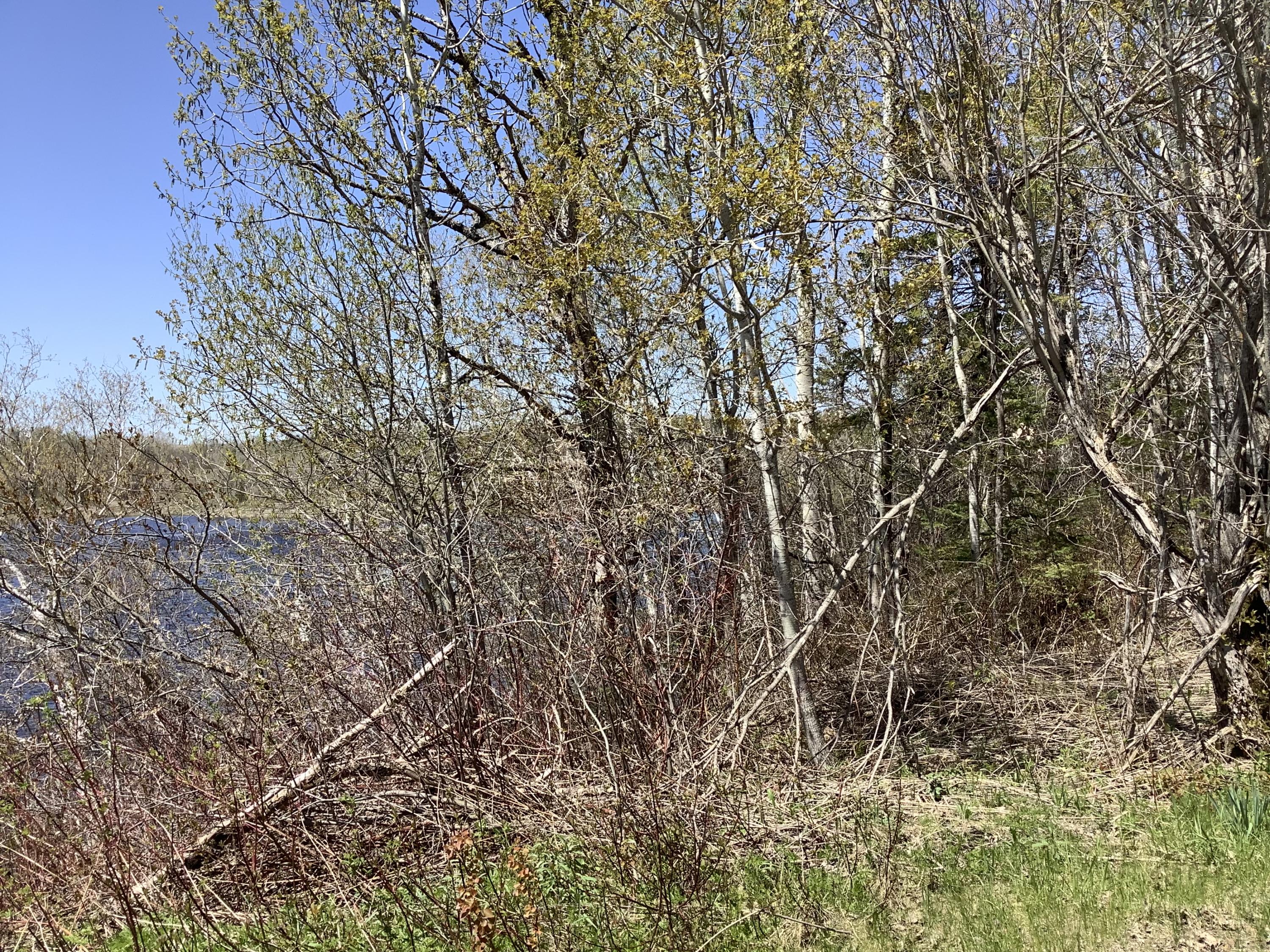 0 Aroostook Falls Road Fort Fairfield, ME 04742 - Photo 4 of 8 7E74446F-A679-4AB0-8CB4-8FE20C5526BE