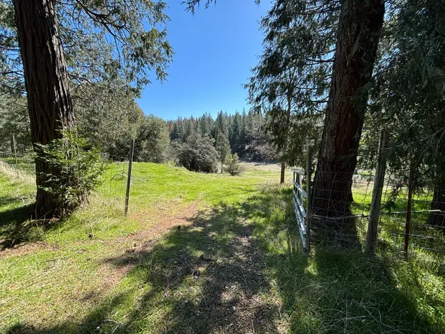 a view of a backyard with plants and tree