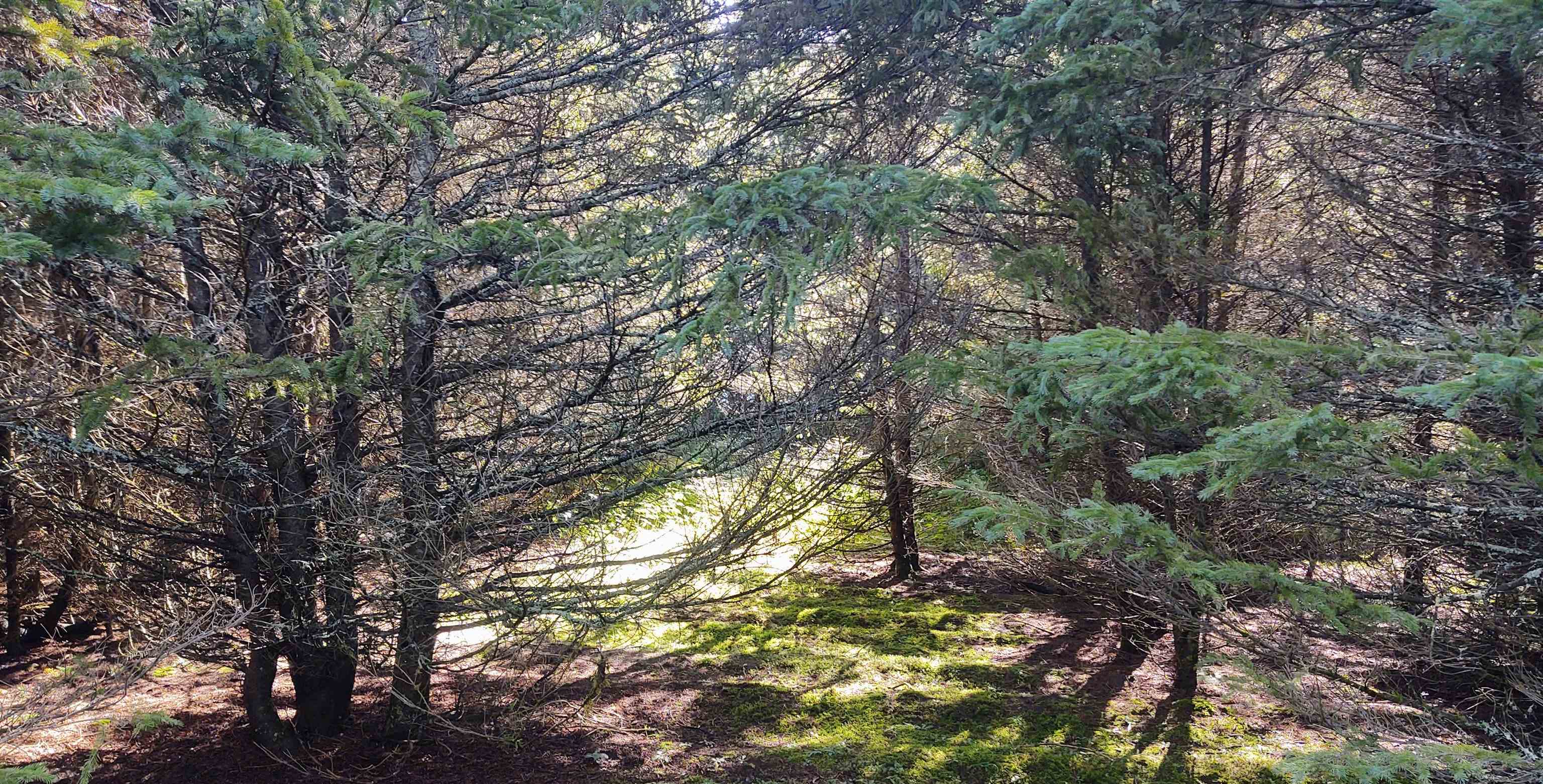 Lake Road, Unit TAX Fife Lake, MI 49633 - Photo 5 of 6