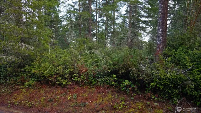 a view of a forest with lots of trees