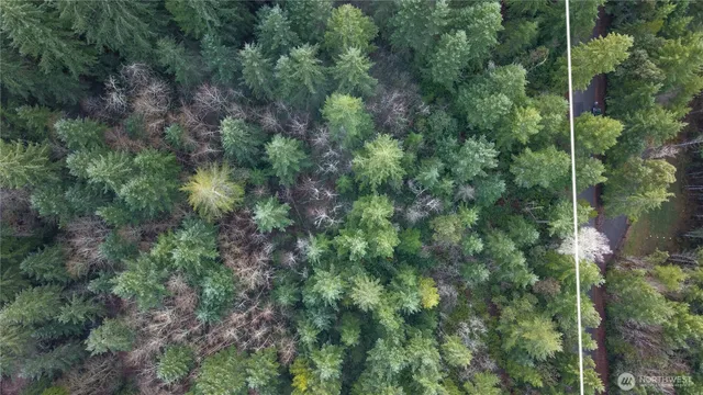 a view of a forest with lots of trees