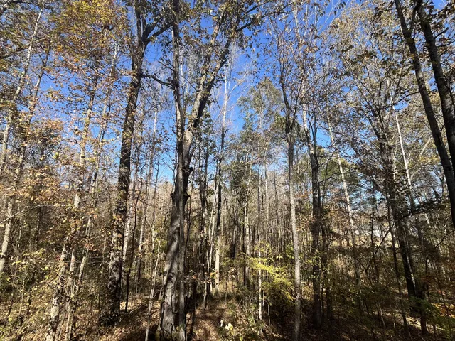 a view of dirt yard with a large tree