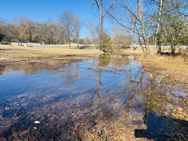 a close up of a plant