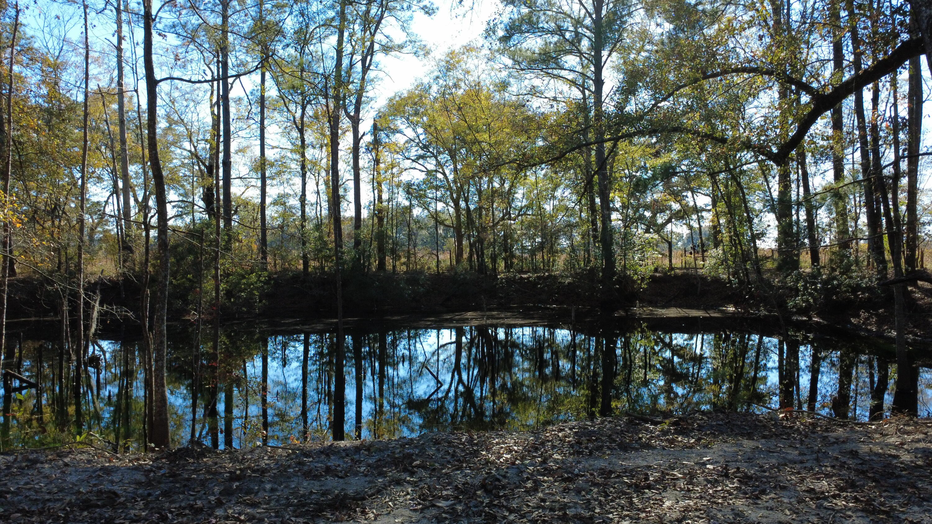7225 Highway 165 Ravenel, SC 29470 - Photo 6 of 42 DJI_0037