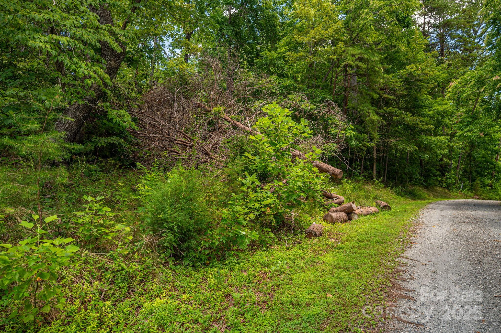a view of a yard with a tree