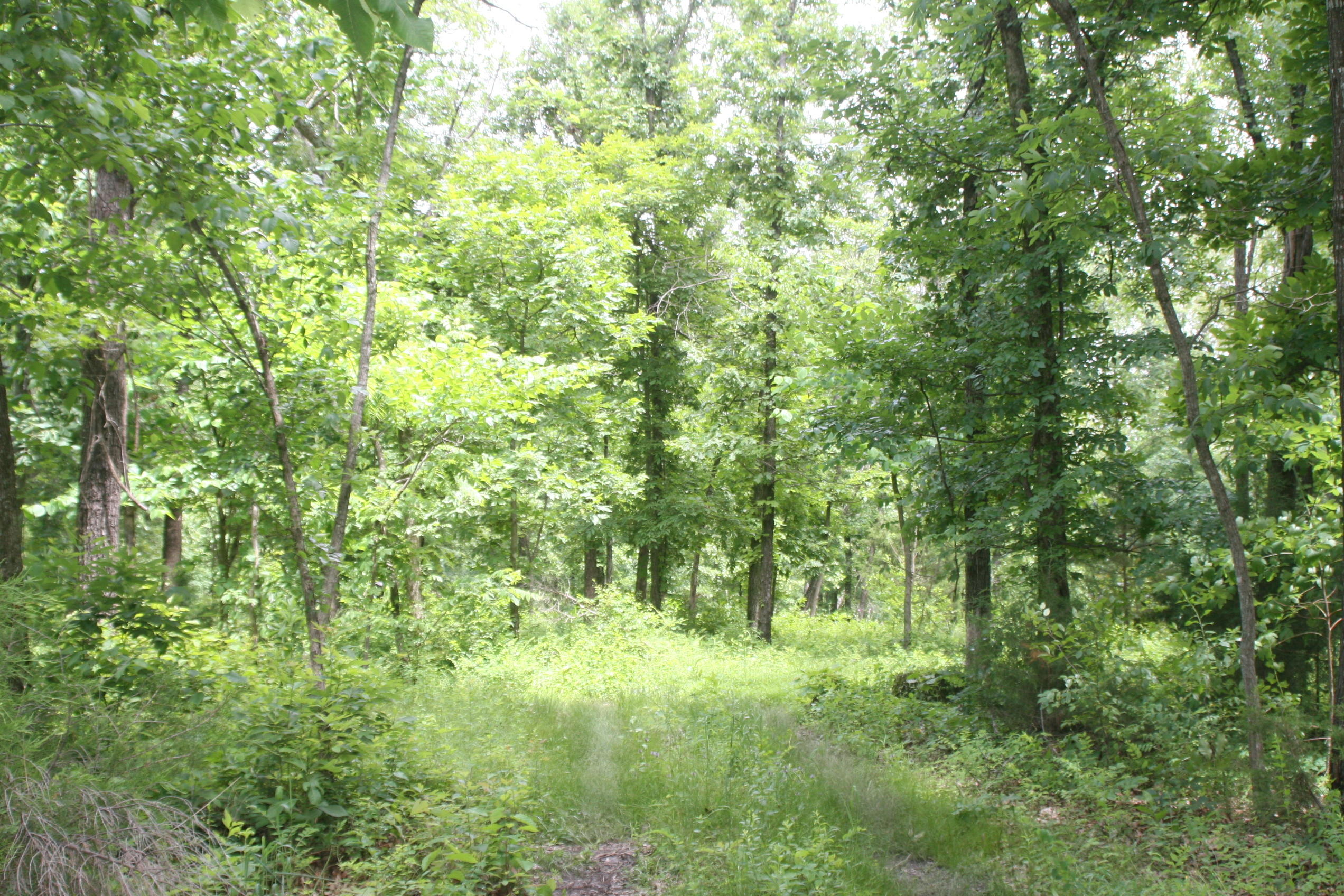 Lot 2 Carroll Road Nixa, MO 65714 - Photo 1 of 1 IMG_6090