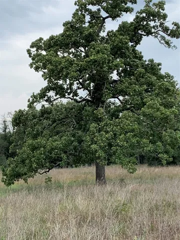 a view of a field of grass and trees