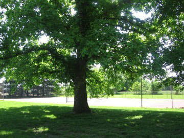 1263 Schwartz Road Centralia, IL 62801 - Photo 3 of 15