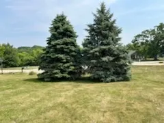 a view of a yard