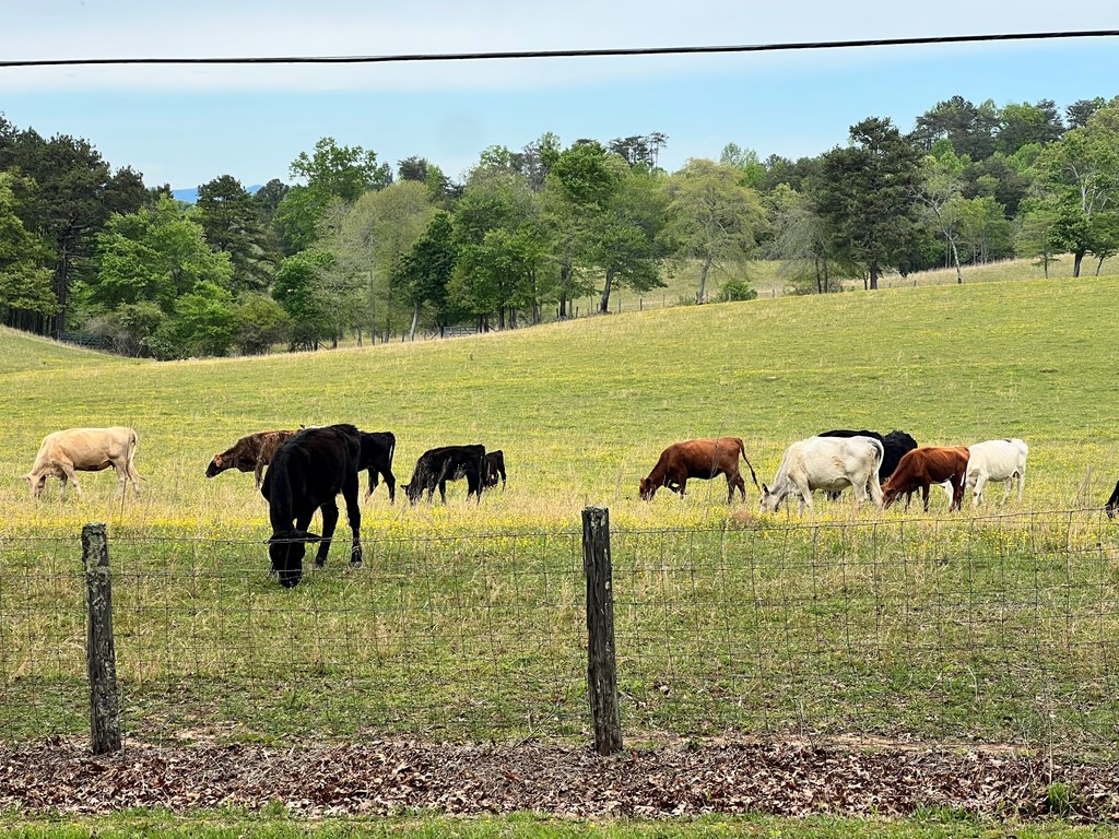 1994 Douthit Road Mineral Bluff, GA 30559 - Photo 60 of 66 Pasture View