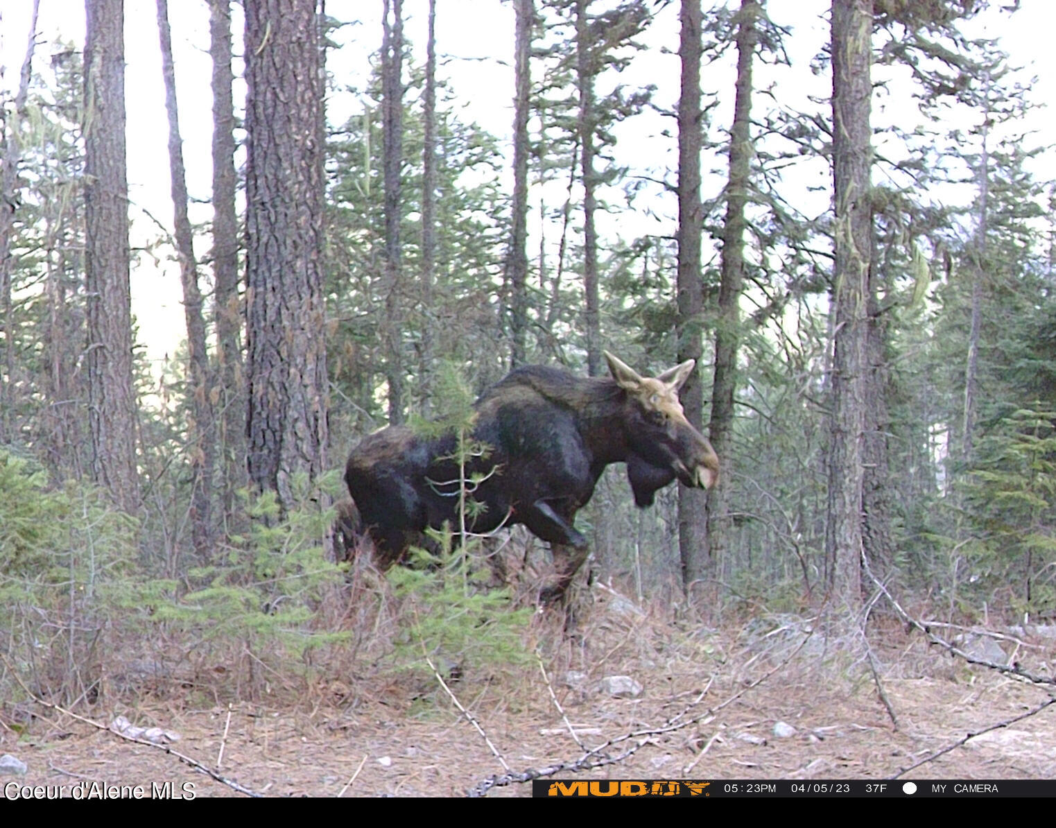8694 Meadow Creek Road Bonners Ferry, ID 83805 - Photo 18 of 26 Unknown