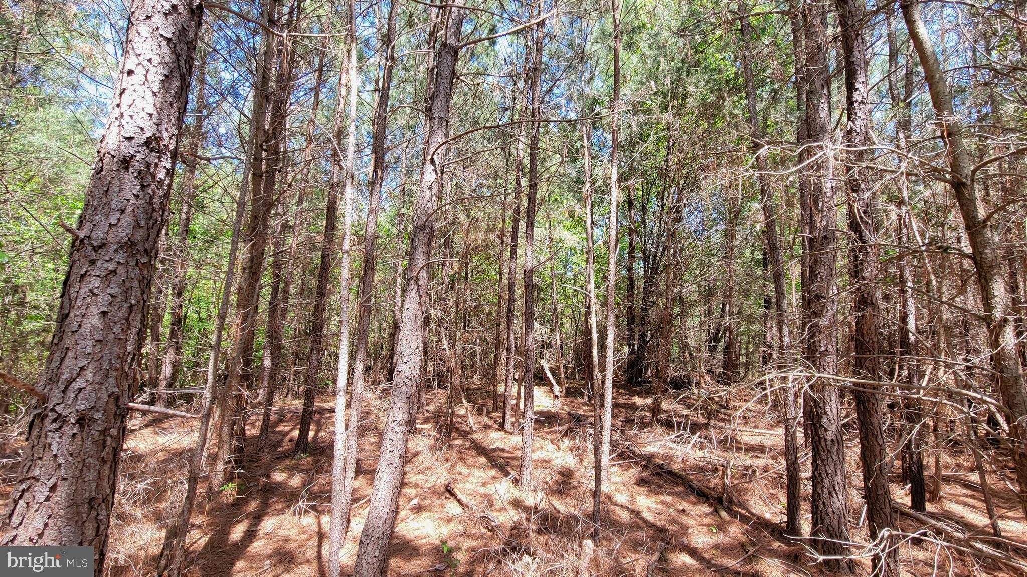 48560 Evergreen Park Road Lexington Park, MD 20653 - Photo 1 of 11 a view of forest