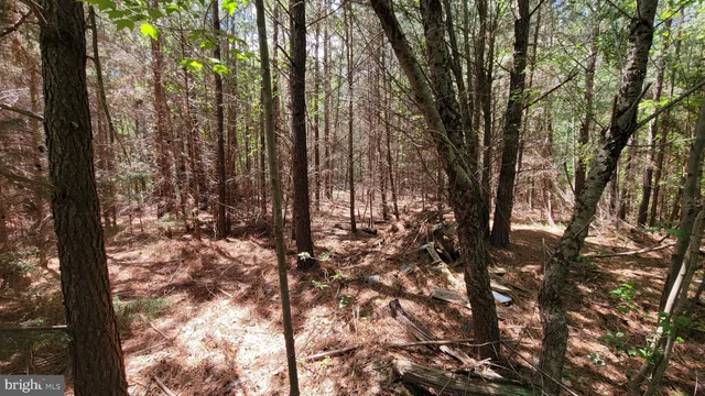 a view of a yard with trees