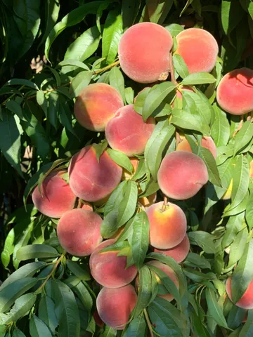 a view of a backyard with a garden