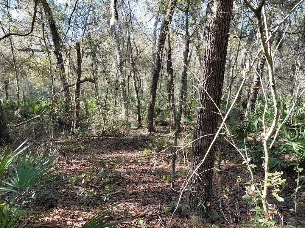 36031 Butternut Drive Webster, FL 33597 - Photo 1 of 1 a backyard of a house with lots of green space