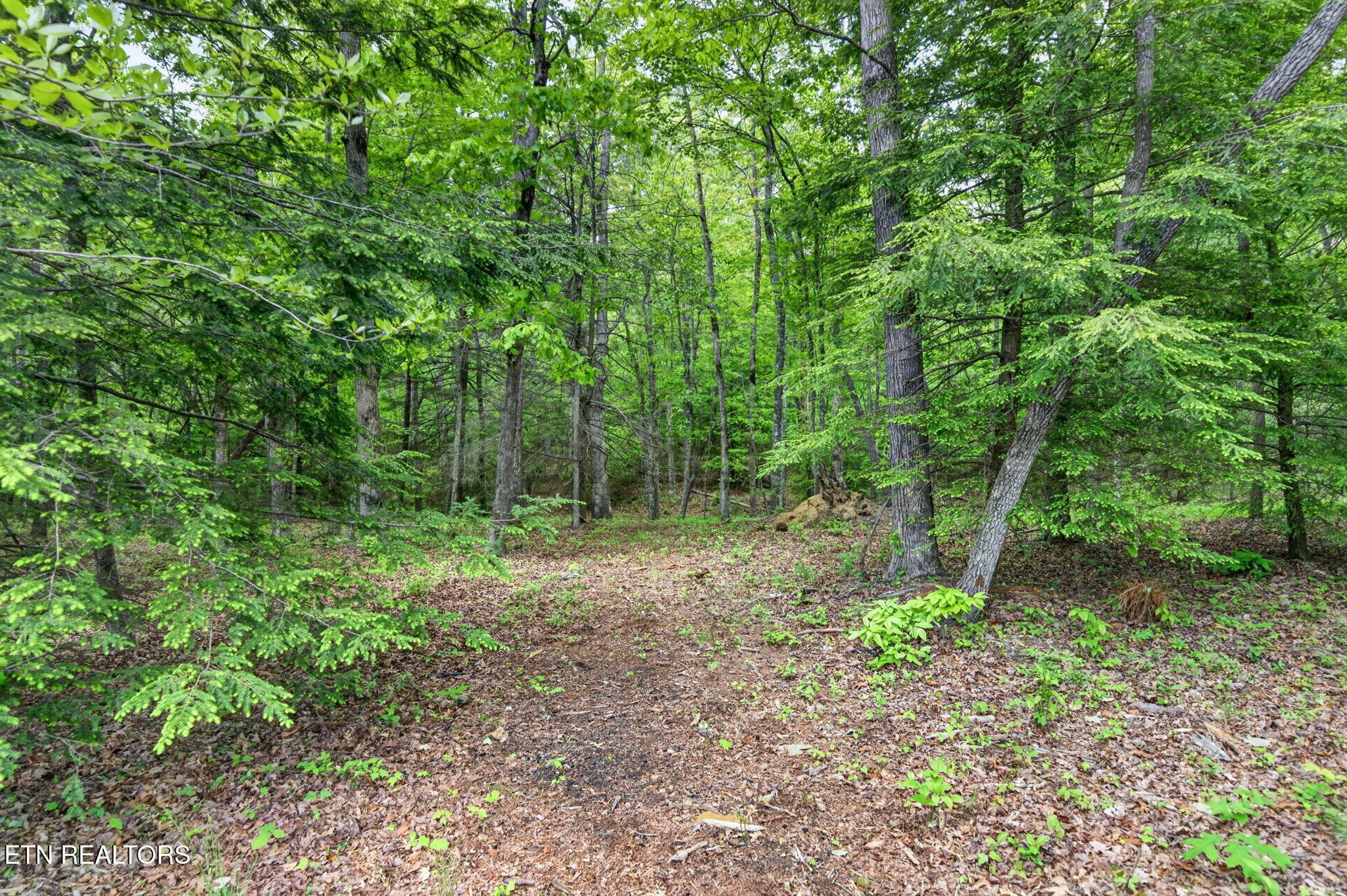 704 White Oak Road Monterey, TN 38574 - Photo 27 of 60 a view of a forest with trees in the background