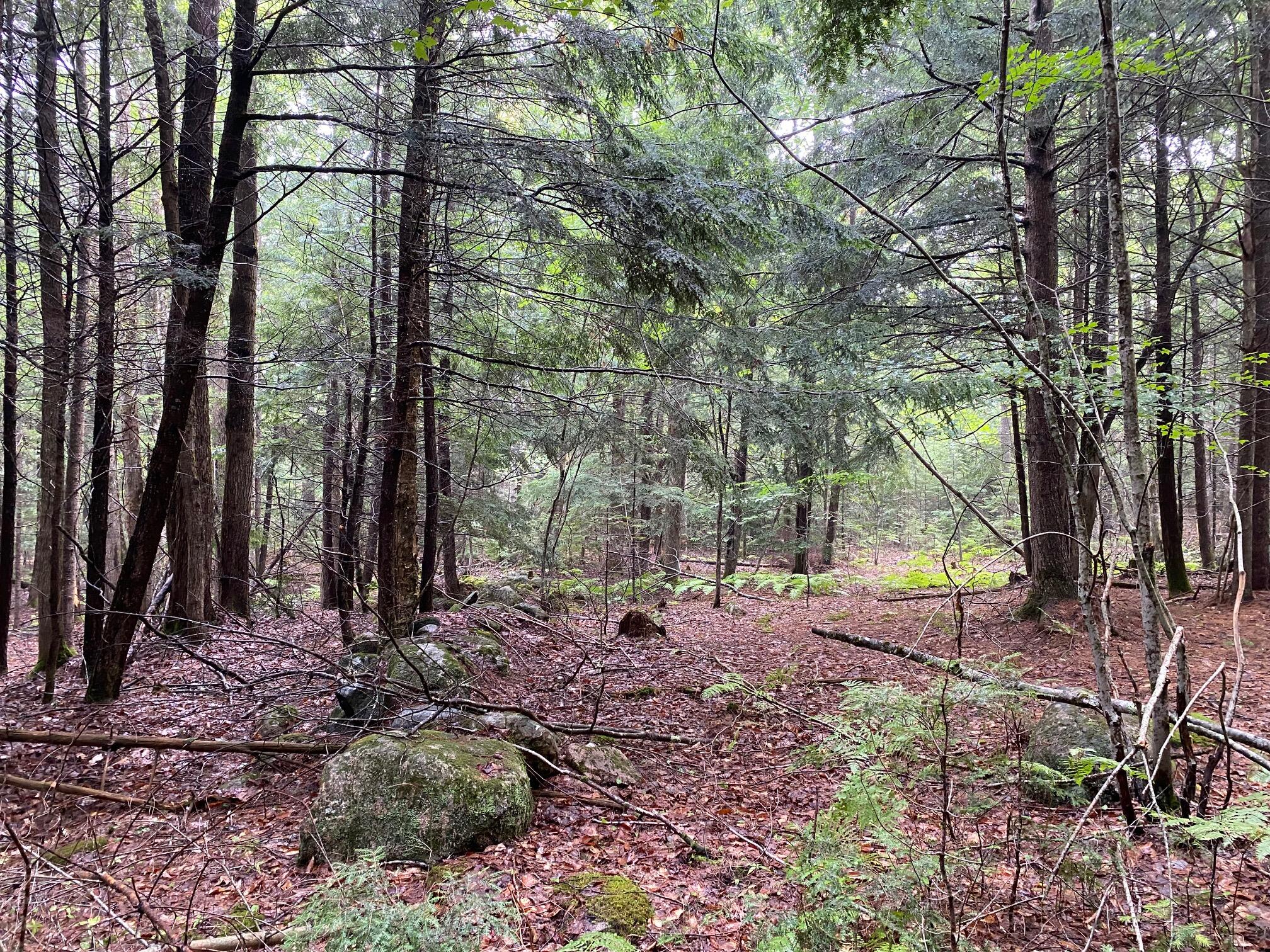0 Cape Road Standish, ME 04084 - Photo 3 of 13 IMG_9693
