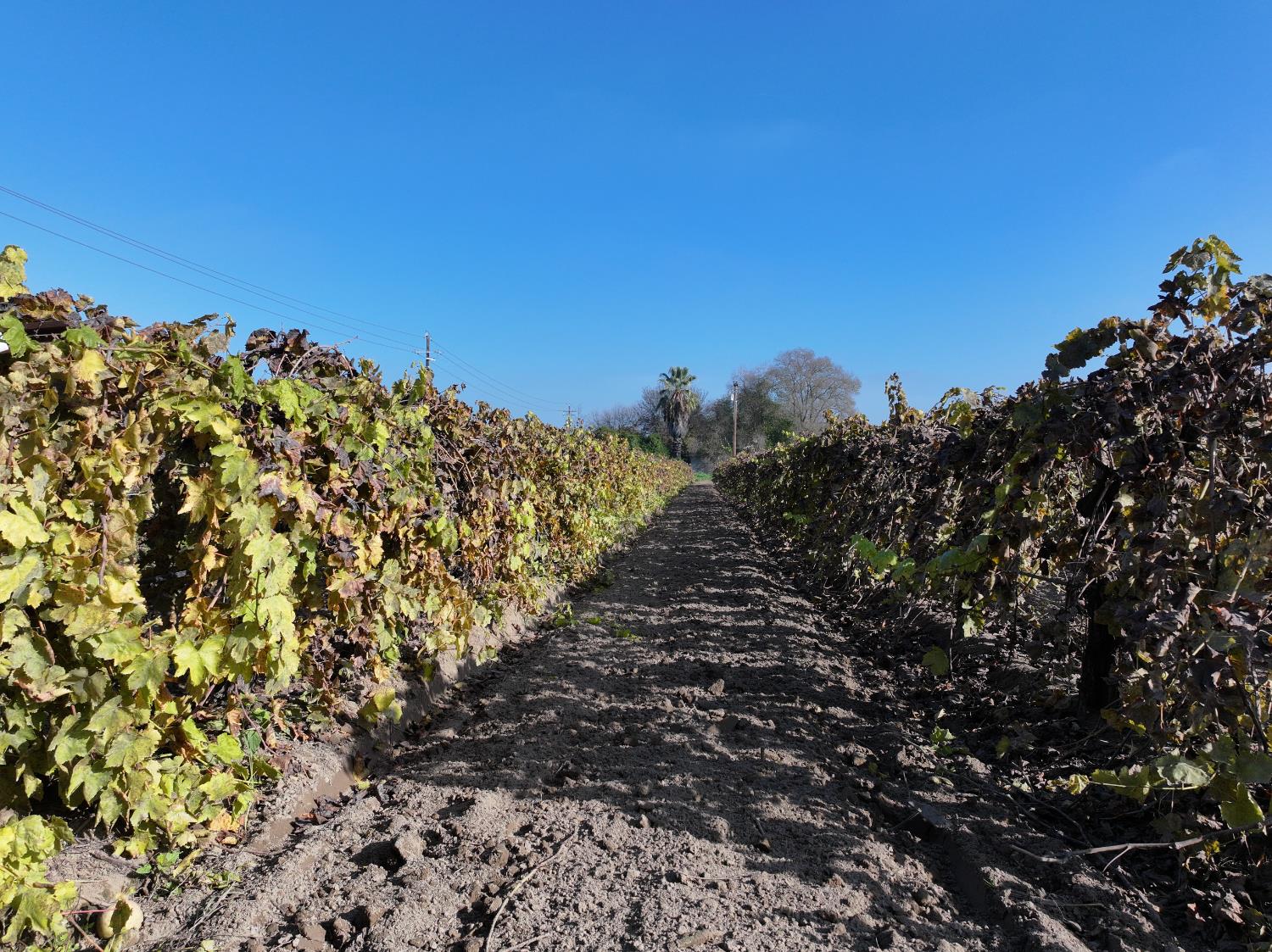 4801 East Parlier Avenue Fowler, CA 93625 - Photo 2 of 52 a view of a large yard with lots of bushes